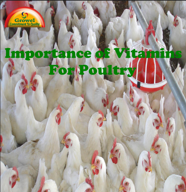 vitamin-poultry